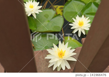 White Water Lilies in Pond with Wooden Frame White Water Lilies in Pond with Wooden Frame 141966476