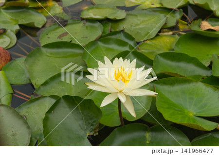 White Water Lily in a Pond with Green Lily Pads White Water Lily in a Pond with Green Lily Pads 141966477