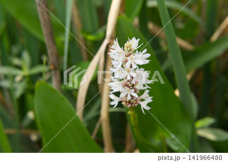 White Pickerelweed Flowers in Green Foliage	 141966480