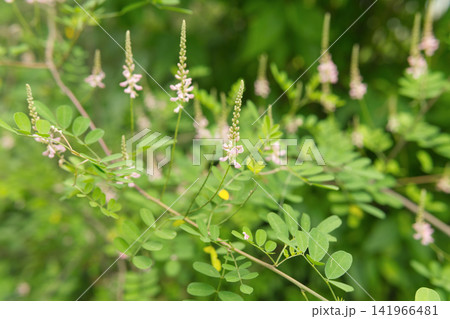 Close-up of Amorpha flowers and green leaves on a bush	 141966481