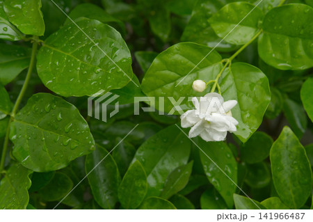 Close-up of Jasmine Flowers and Leaves with Raindrops Close-up of Jasmine Flowers and Leaves with Raindrops 141966487