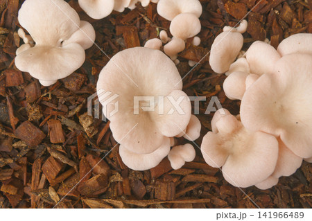 Pink Oyster Mushrooms Growing on Wood Chips Pink Oyster Mushrooms Growing on Wood Chips 141966489