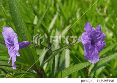 Two purple Ruellia simplex flowers in a garden Two purple Ruellia simplex flowers in a garden 141966496