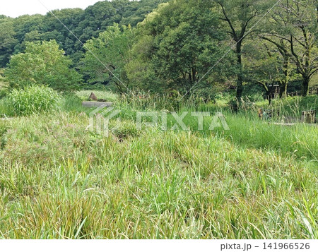神奈川県大和市 泉の森公園 谷川 森林 貯水池 橋 水車 引地川 水源地 特別緑地保全 神奈川県大和市 泉の森公園 谷川 森林 貯水池 橋 水車 引地川 水源地 特別緑地保全 141966526