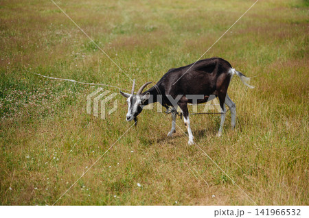 Single domestic goat grazing peacefully in a green grassy meadow, traditional rural farming and livestock concept Single domestic goat grazing peacefully in a green grassy meadow, traditional rural farming and livestock concept 141966532