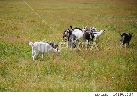 Herd of domestic goats grazing on an open green meadow with short grass, countryside livestock farming concept Herd of domestic goats grazing on an open green meadow with short grass, countryside livestock farming concept 141966534