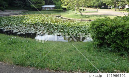 神奈川県大和市 泉の森公園 谷川 森林 貯水池 橋 水車 引地川 水源地 特別緑地保全 神奈川県大和市 泉の森公園 谷川 森林 貯水池 橋 水車 引地川 水源地 特別緑地保全 141966591