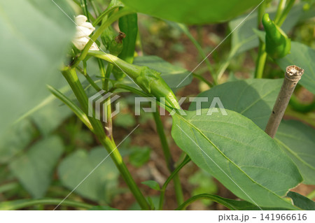 Green chili pepper growing on a plant in a garden Green chili pepper growing on a plant in a garden 141966616