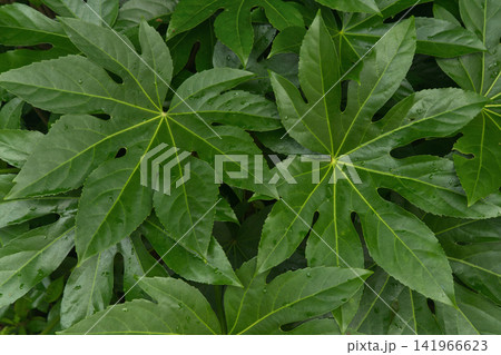 Lush Green Fatsia Japonica Leaves in a Garden Lush Green Fatsia Japonica Leaves in a Garden 141966623