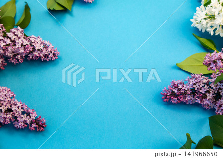 blooming lilac bouquet with green leaves on blue blooming lilac bouquet with green leaves on blue 141966650