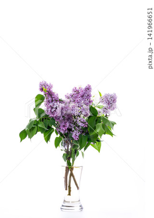 delicate spring lilac flowers with green foliage 141966651
