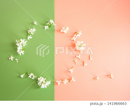 Top view delicate lilac blossoms on colorful backdrop Top view delicate lilac blossoms on colorful backdrop 141966663