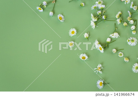 Beautiful wild daisies creating natural border on soft green background Beautiful wild daisies creating natural border on soft green background 141966674