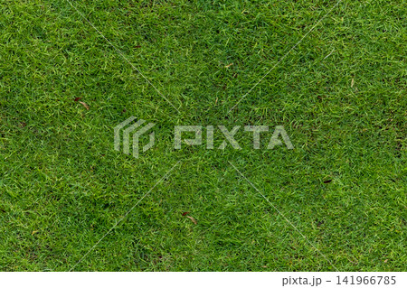 green grass ground seamless texture pattern garden floor background green grass ground seamless texture pattern garden floor background 141966785