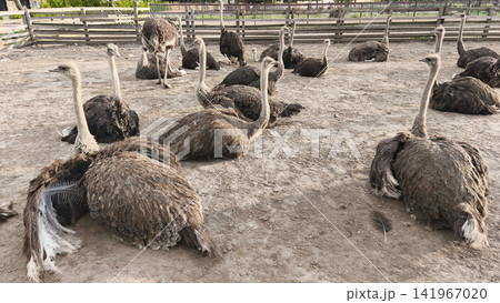 Group of ostriches resting in a fenced enclosure on an ostrich farm. Large flightless birds relaxing outdoors in natural daylight with rural agricultural surroundings. Group of ostriches resting in a fenced enclosure on an ostrich farm. Large flightless birds relaxing outdoors in natural daylight with rural agricultural surroundings. 141967020