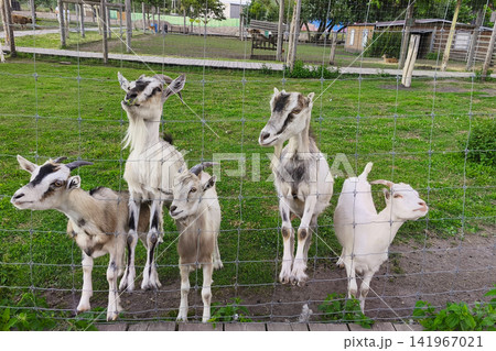 Group of curious domestic goats standing behind a wire fence at a petting zoo on a sunny summer day. Friendly farm animals in a rural countryside setting, agriculture and family tourism concept Group of curious domestic goats standing behind a wire fence at a petting zoo on a sunny summer day. Friendly farm animals in a rural countryside setting, agriculture and family tourism concept 141967021