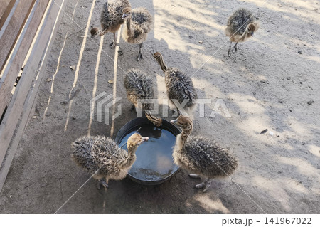 Young ostrich chicks drinking water from a bowl at an ostrich farm on a sunny day. Close-up wildlife and farming scene with adorable baby birds in a natural outdoor environment. Young ostrich chicks drinking water from a bowl at an ostrich farm on a sunny day. Close-up wildlife and farming scene with adorable baby birds in a natural outdoor environment. 141967022