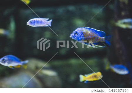Colorful Malawi Cichlid Aquarium with Vibrant African Cichlids. Colorful Malawi Cichlid Aquarium with Vibrant African Cichlids. 141967194