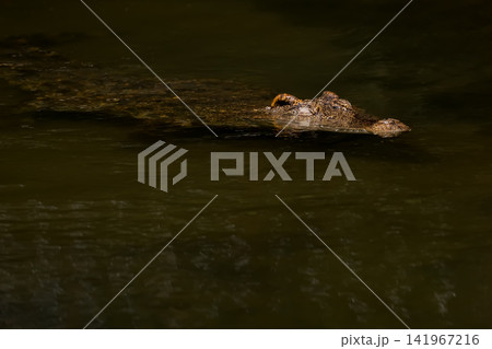 Crocodile Head Floating Silently on Dark Still Water with Minimal Composition 141967216