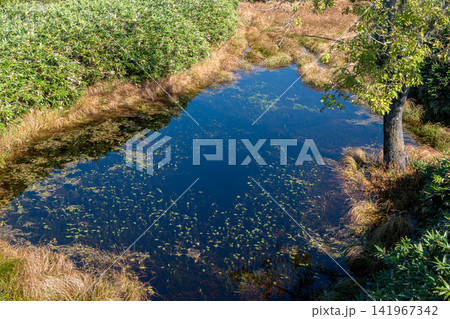 水生植物が浮かぶ湿地の池を上空から見た景色 水生植物が浮かぶ湿地の池を上空から見た景色 141967342