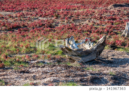 赤く色づいた植物と流木が点在する自然の風景 赤く色づいた植物と流木が点在する自然の風景 141967363