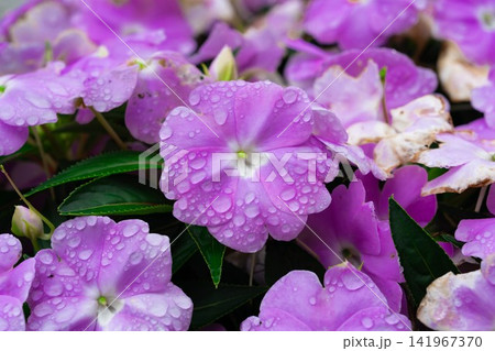 雨上がりに咲く水滴のついたピンクのインパチェンスの花 雨上がりに咲く水滴のついたピンクのインパチェンスの花 141967370