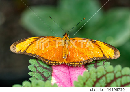 Vibrant orange butterfly on colorful pink and green foliage layout background Vibrant orange butterfly on colorful pink and green foliage layout background 141967394