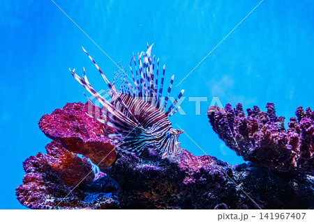 Premium marine aquarium asset featuring majestic venomous tropical lionfish 141967407
