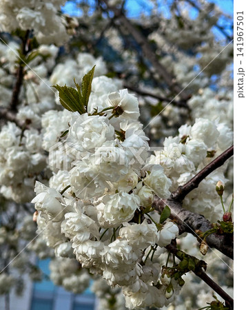 White Ornamental Cherry Blossom Cluster 141967501