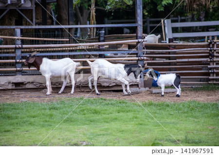 The goats in the farm in thailand The goats in the farm in thailand 141967591