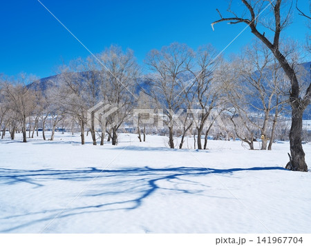 千曲川の雪原に佇む霧氷の樹々 千曲川の雪原に佇む霧氷の樹々 141967704