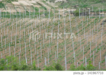 Young vineyard plantation on hillside with newly planted grapevines 141967710