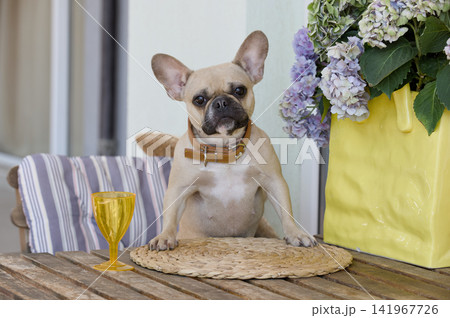 French bulldog sitting at wooden table beside flowers and yellow glass 141967726