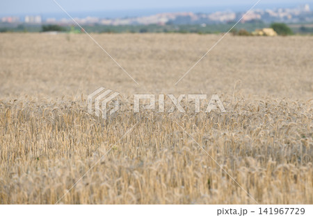 Golden wheat field ready for harvest with shallow depth of field Golden wheat field ready for harvest with shallow depth of field 141967729