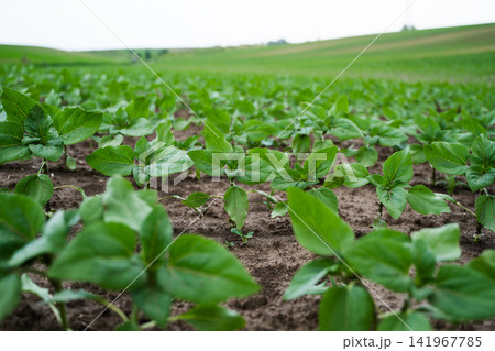 Young sunflower sprouts emerging from fertile soil, illustrating sustainable agriculture, growth, and natural rural landscape Young sunflower sprouts emerging from fertile soil, illustrating sustainable agriculture, growth, and natural rural landscape 141967785