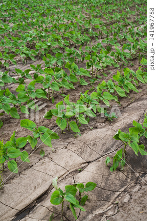 Young sunflower crops growing in cracked, dry soil showing the effects of drought and climate change on agriculture Young sunflower crops growing in cracked, dry soil showing the effects of drought and climate change on agriculture 141967788