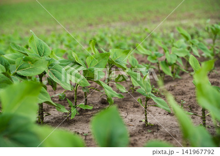 Young sunflower plants growing in neat rows in a fertile field, showing early agricultural development and healthy crop sprouts Young sunflower plants growing in neat rows in a fertile field, showing early agricultural development and healthy crop sprouts 141967792