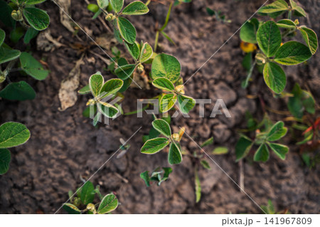 Young soybean plants growing in rows in the fertile farm field during early morning light, representing agriculture and new growth Young soybean plants growing in rows in the fertile farm field during early morning light, representing agriculture and new growth 141967809