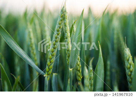 Young green wheat ears developing in a field, symbolizing growth, agriculture, and sustainable food production Young green wheat ears developing in a field, symbolizing growth, agriculture, and sustainable food production 141967810