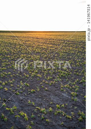 Agricultural field with young green crops growing in fertile soil at sunrise, symbolizing new beginnings and sustainability Agricultural field with young green crops growing in fertile soil at sunrise, symbolizing new beginnings and sustainability 141967814