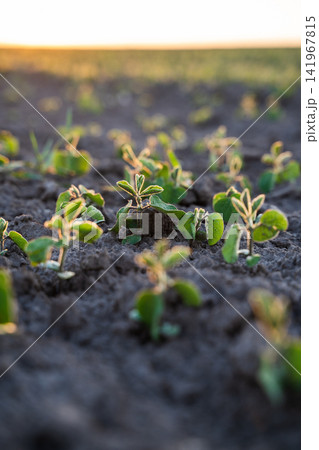 Young soybean plants sprouting in rows on a vast agriculture field during sunrise, symbolizing new beginnings and growth Young soybean plants sprouting in rows on a vast agriculture field during sunrise, symbolizing new beginnings and growth 141967815