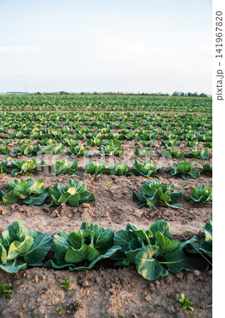 Cabbage plants growing in neat rows across a field. Concept of sustainable agriculture, organic farming, healthy food Cabbage plants growing in neat rows across a field. Concept of sustainable agriculture, organic farming, healthy food 141967820