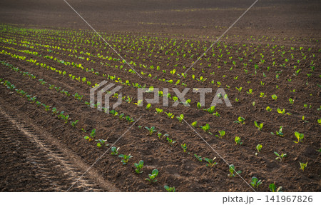 Rows of young green plants emerging from rich brown soil in a field, symbolizing growth, agriculture, and new life 141967826