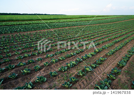 Cabbage crops growing in neat rows on a vast agricultural field, depicting farming, sustainability, and fresh produce Cabbage crops growing in neat rows on a vast agricultural field, depicting farming, sustainability, and fresh produce 141967838