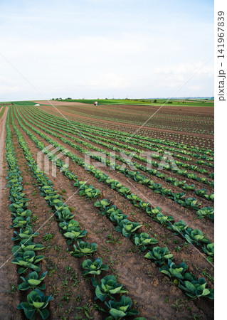 Rows of green cabbage growing in an agricultural field under a clear sky, showing sustainable farming and healthy crops Rows of green cabbage growing in an agricultural field under a clear sky, showing sustainable farming and healthy crops 141967839