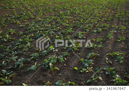 Young rapeseed seedlings growing in rows on cultivated farmland at golden hour, sustainable agriculture and oilseed crop concept Young rapeseed seedlings growing in rows on cultivated farmland at golden hour, sustainable agriculture and oilseed crop concept 141967847
