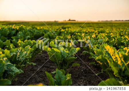 Green sugar beet field growing under golden sunset light embodying agriculture, harvest, and sustainability Green sugar beet field growing under golden sunset light embodying agriculture, harvest, and sustainability 141967858
