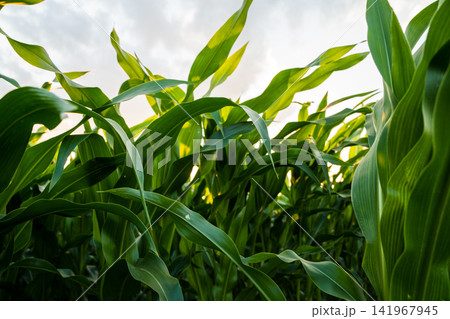 Corn field growth backlit by evening sunlight, showing lush green maize leaves in agricultural land Corn field growth backlit by evening sunlight, showing lush green maize leaves in agricultural land 141967945