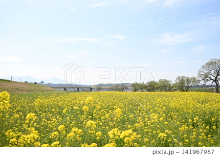 青空と一面に広がる菜の花畑の春の風景 青空と一面に広がる菜の花畑の春の風景 141967987