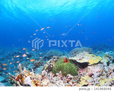 石垣島のイソギンチャクの上のハマクマノミと熱帯魚 石垣島のイソギンチャクの上のハマクマノミと熱帯魚 141968048